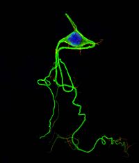 Neuron colored