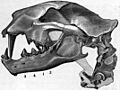 Nimravus gomphodus