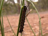 Nyctemera amicus larva 2