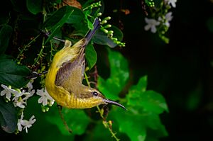 Olive-backed Sunbird female, Misamis Oriental, Philippines 1.jpg