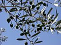 Olive branch.jpg