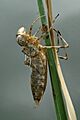 Pantala flavescens excuvia by Jeganathan