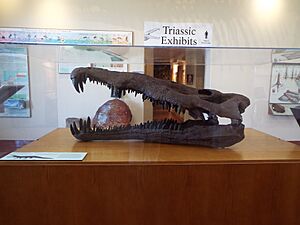 Petrified Forest National Park-Rainbow Forest Museum-1