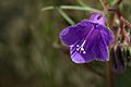 Phacelia campanularia purple flower