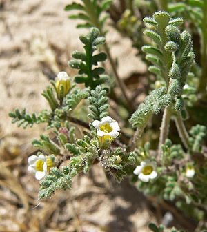 Phacelia ivesiana 3.jpg