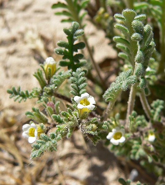 Phacelia ivesiana 3