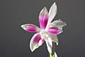 Phalaenopsis speciosa 1