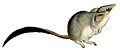 Phascogale calura Gould white background