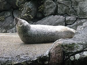 Phoca largha1