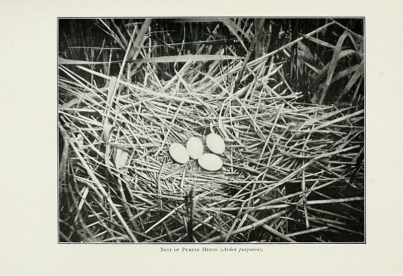 Pictures of bird life - on woodland meadow, mountain and marsh (1903) (14749973482)