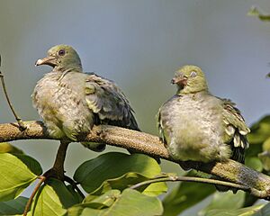 Pink-necked Green-Pigeon - juveniles - Flickr - Lip Kee