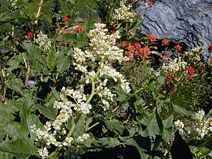 Polygonum phytolaccifolium.jpeg