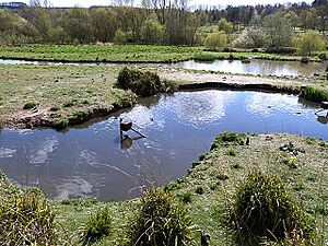 Ponds at Washington Wetland Centre - geograph.org.uk - 3931454
