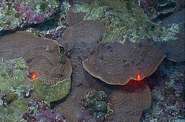 Projoverview coral figure 2 750(John Reed).jpg