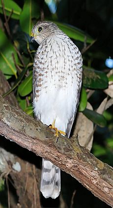 Puerto Rican juvenile sharp-shinned hawk