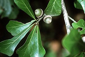 Quercus nigra USDA.jpg