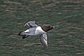 Razorbill (Alca torda) in flight