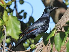 Red-winged Starling male RWD