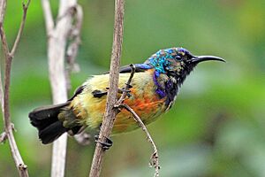 Regal sunbird (Cinnyris regius regius) male moulting.jpg