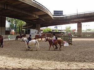 Riding lessons under Westway - geograph.org.uk - 788833