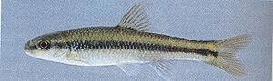 side view of a common North American minnow
