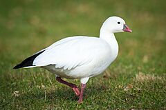 Ross's Goose (Chen rossii) (23321411711).jpg