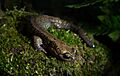 Salamandrella keyserlingii on moss