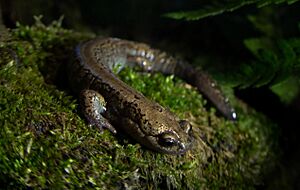 Salamandrella keyserlingii on moss.jpg