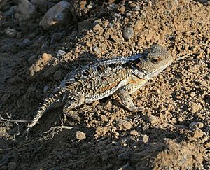 Short-horned-lizard-phrynosoma-douglassi
