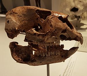 Simosthenurus gilli skull