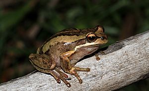 Southern Brown Tree Frog (Litoria ewingi) (8909764960).jpg