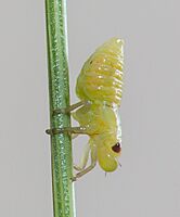 Spittlebug nymph (unknown species), East Lyn River, Devon, UK - Diliff