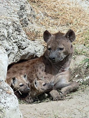 Spotted Hyena and young in Ngorogoro crater