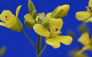 Standard Wisconsin Fast Plants purple-stigma flowers