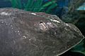 Sting ray - melbounre aquarium02