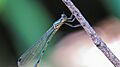 Synlestes selysi female lateral