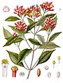Syzygium aromaticum - Köhler–s Medizinal-Pflanzen-030