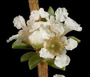 Taxandria parviceps - Flickr - Kevin Thiele.jpg