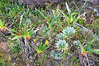 Tepuy vegetation - Roraima Venezuela