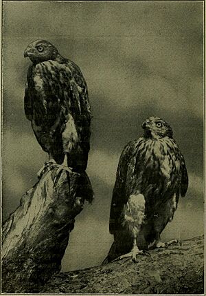 The Oölogist for the student of birds, their nests and eggs (1911) (14562268417)