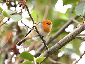 Thlypopsis pectoralis - Brown-flanked Tanager; Huanuco, Peru.jpg