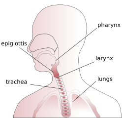 Throat anatomy diagram.svg