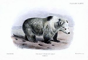 Tibetan Blue Bear - Ursus arctos pruinosus - Joseph Smit