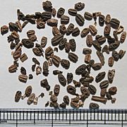 Tradescantia occidentalis seeds, by Omar Hoftun