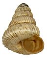 Trochoidea liebetruti (Albers, 1852) (4308584755)