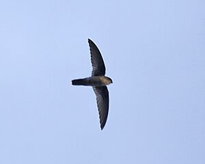 Uniform Swiftlet (Aerodramus vanikorensis).jpg