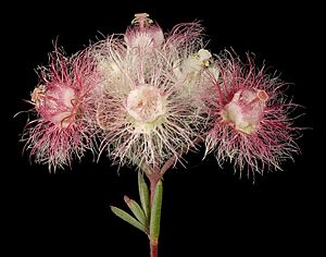 Verticordia huegelii var. huegelii - Flickr - Kevin Thiele (1).jpg