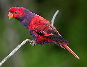 Violet Necked Lory.jpg