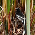 White-browed Wagtail (Motacilla maderaspatensis) collecting waste material from the chicks W IMG 2647