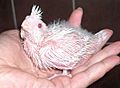 Whiteface lutino cockatiel chick